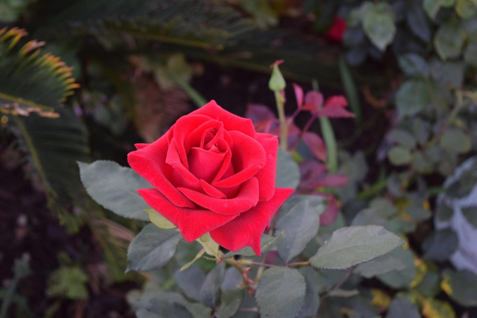Rose Garden Inn Santa Barbara Exterior foto