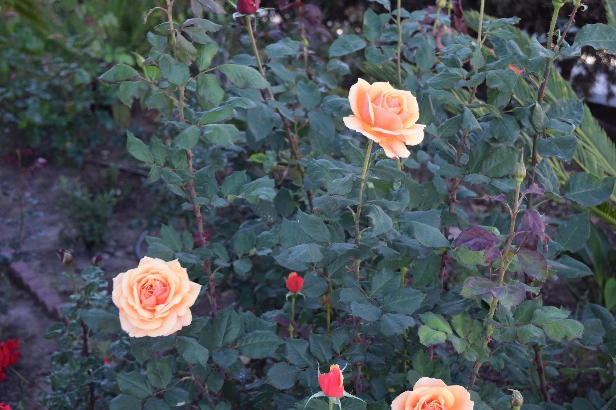 Rose Garden Inn Santa Barbara Exterior foto